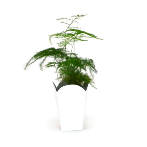 Plante verte dans boîte cartonnée blanche façon pot popcorn.