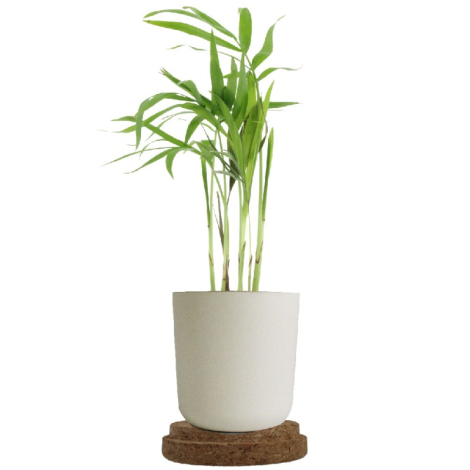 Plante en pot bambou personnalisable