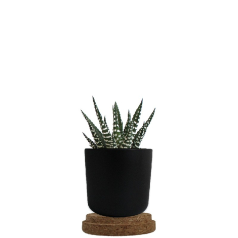 Plante en pot bambou personnalisable