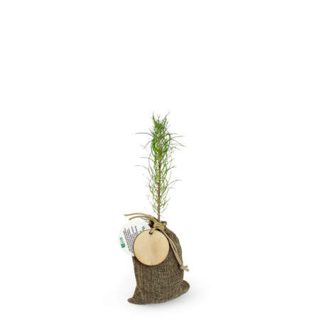 Plant d'arbre en pochon personnalisable