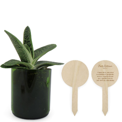 Plante en pot verre personnalisable