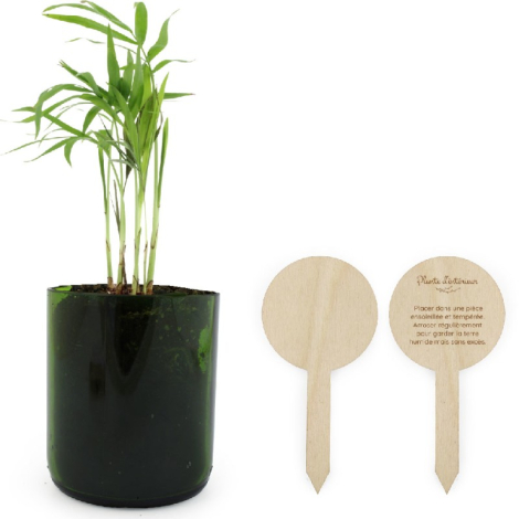 Plante en pot verre personnalisable