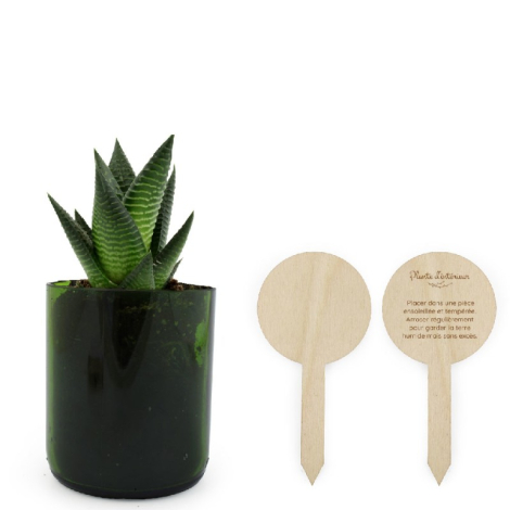 Plante en pot verre personnalisable