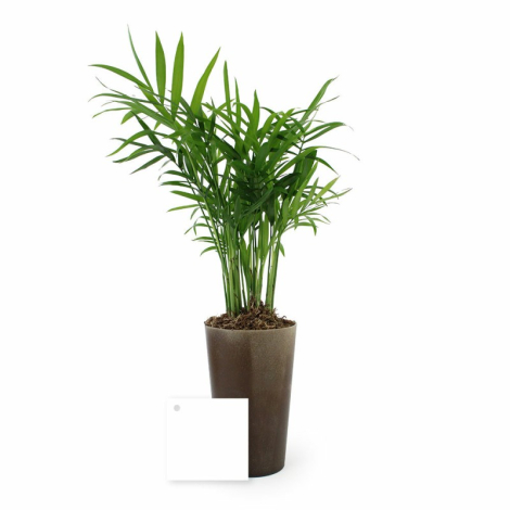 Plante promotionnelle - Grand Gob'Lin