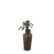Plante promotionnelle - Grand Gob'Lin