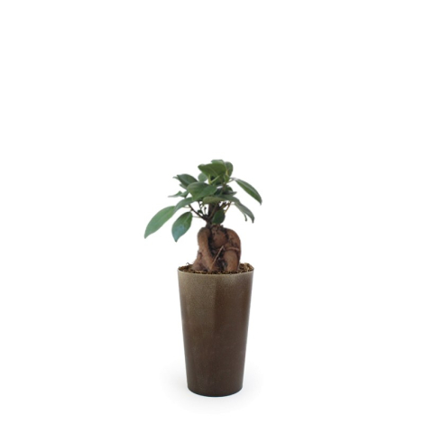 Plante promotionnelle - Grand Gob'Lin
