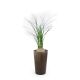 Plante promotionnelle - Grand Gob'Lin