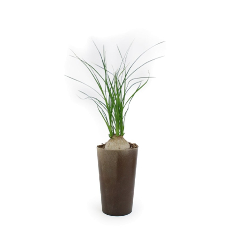 Plante promotionnelle - Grand Gob'Lin