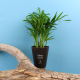 Plante publicitaire personnalisable - Gob'Lin Plante publicitaire personnalisable - Gob'Lin