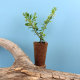 Mini plant d'arbre fibre de bois à personnaliser Mini plant d'arbre fibre de bois à personnaliser