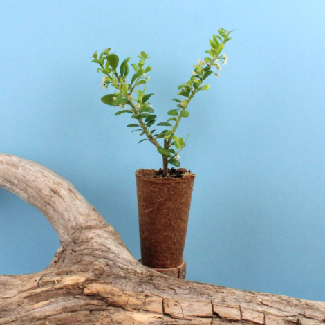Mini plant d'arbre fibre de bois à personnaliser