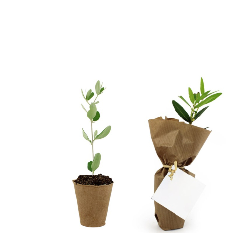 Mini plant d'arbre fibre de bois à personnaliser