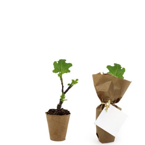 Mini plant d'arbre fibre de bois à personnaliser