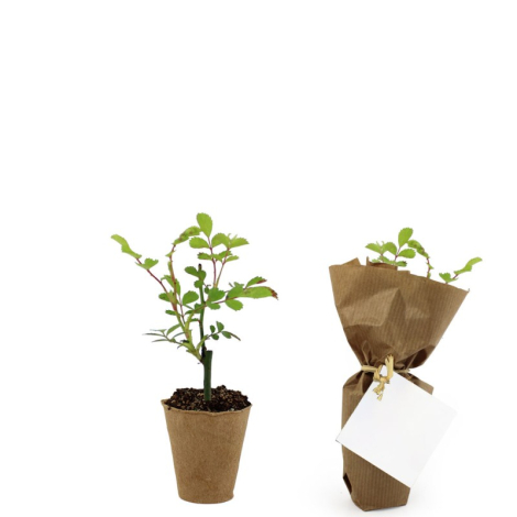 Mini plant d'arbre fibre de bois à personnaliser