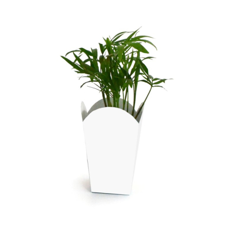 Plante personnalisable en pot popcorn