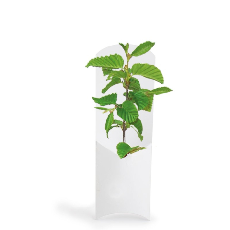 Plant d'arbre dans un étui carton publicitaire