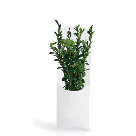 Plant d'arbre dans un étui carton publicitaire