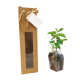 Plant d'arbre dans sac kraft publicitaire