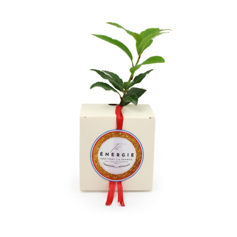 Le cube arbre publicitaire