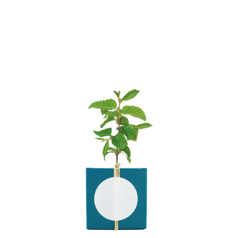 Le cube arbre publicitaire