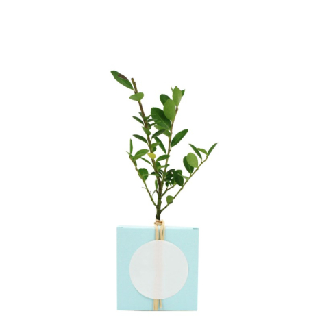 Le cube arbre publicitaire
