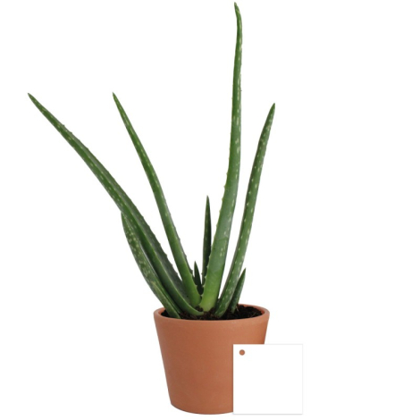Plant d'aloé vera personnalisable