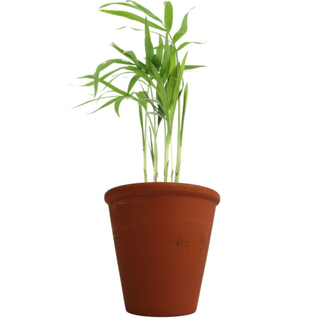 Plante dépolluante publicitaire pot en terre cuite