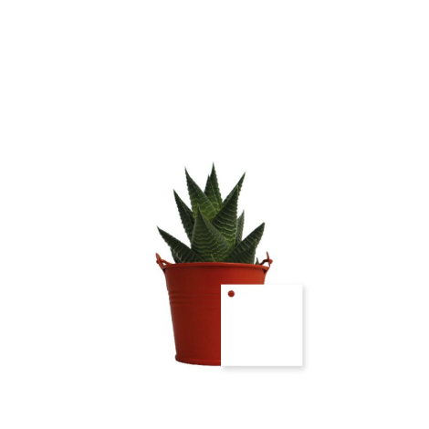 Mini plante dépolluante en pot zinc publicitaire
