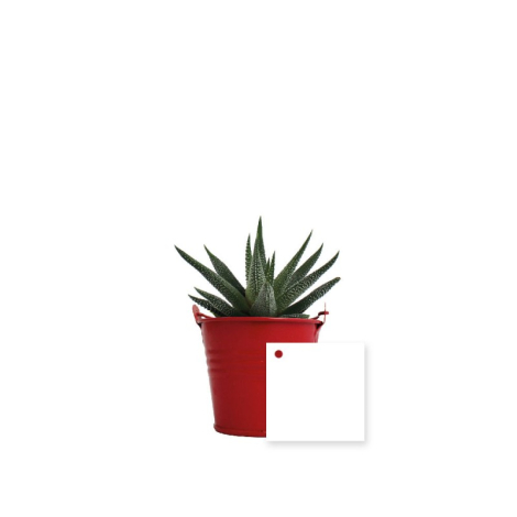 Mini plante dépolluante en pot zinc publicitaire