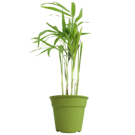 Plante déco en pot écolo et publicitaire