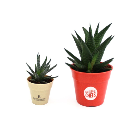 Plante déco en pot écolo et publicitaire