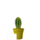 Plante déco en pot écolo et publicitaire