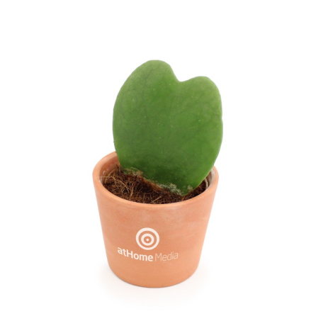 Plante en forme de cœur Hoya dans un pot publicitaire