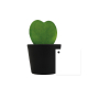 Plante en forme de cœur Hoya dans un pot publicitaire