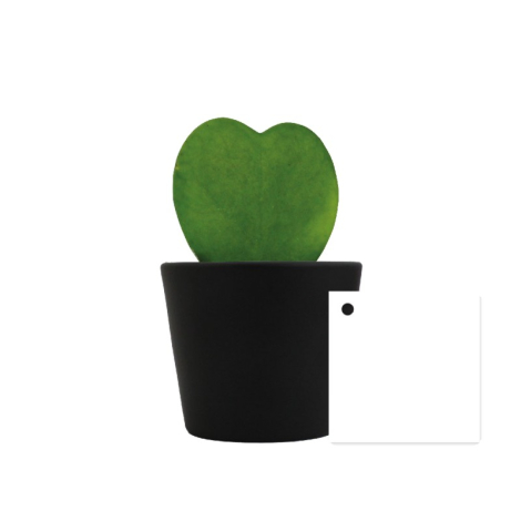 Plante en forme de cœur Hoya dans un pot publicitaire