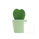 Plante en forme de cœur Hoya dans un pot publicitaire