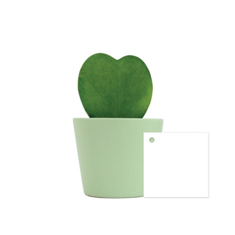 Plante en forme de cœur Hoya dans un pot publicitaire
