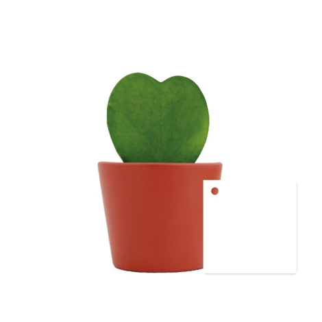 Plante en forme de cœur Hoya dans un pot publicitaire