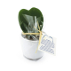 Plante en forme de cœur Hoya dans un pot publicitaire