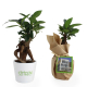 Ficus ginseng en pot publicitaire