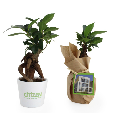 Ficus ginseng en pot publicitaire