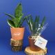 Ficus ginseng en pot publicitaire