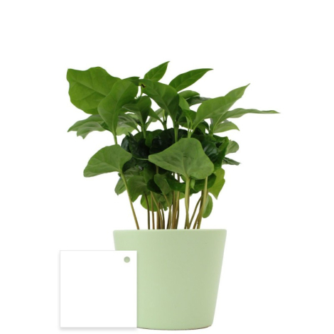 Ficus ginseng en pot publicitaire