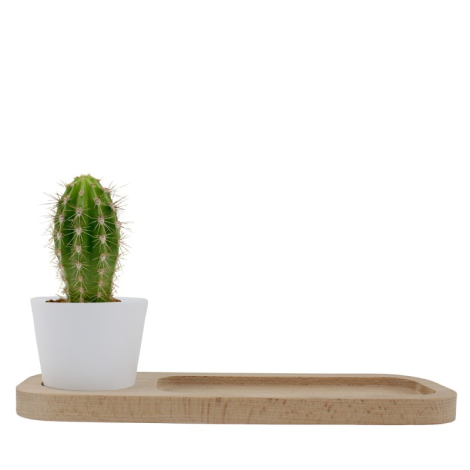 Plateau publicitaire avec plante - Naturel