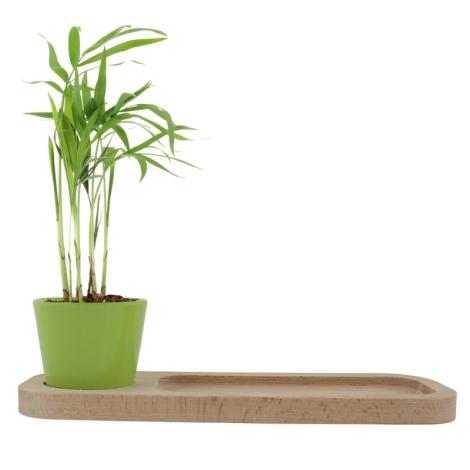 Plateau publicitaire avec plante - Naturel