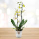 Orchidée en pot publicitaire