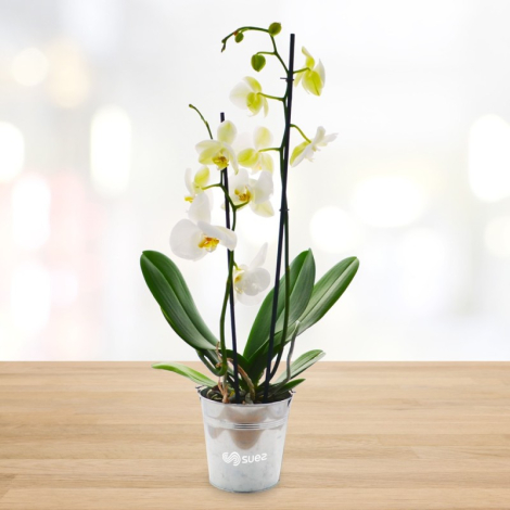 Orchidée en pot publicitaire