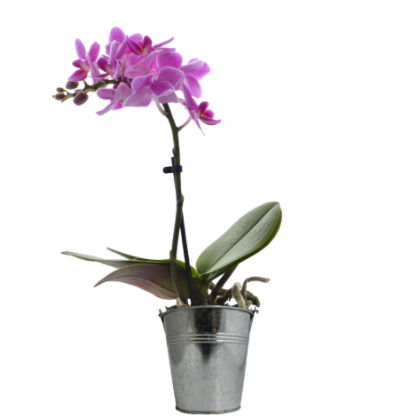 Orchidée en pot publicitaire