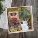 Coffret publicitaire avec un caféier - spécial Noël