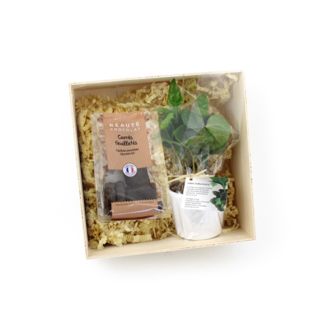Coffret publicitaire avec un caféier - spécial Noël